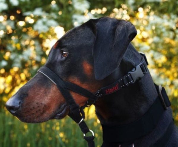 Halti Headcollar Size S On Dog Daschshund Header Gallery 694x572