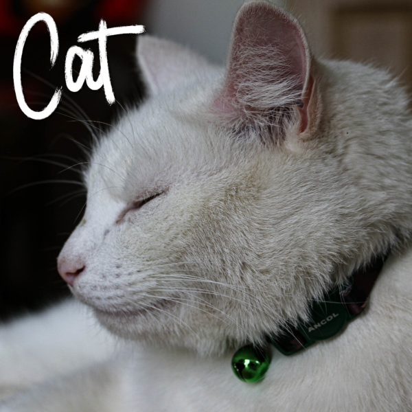 Camo Cat
