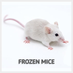 Frozen Mice