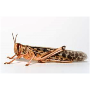 Locust Adult