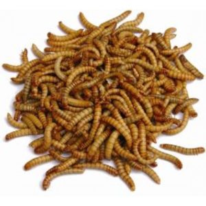 Mealworms (1)