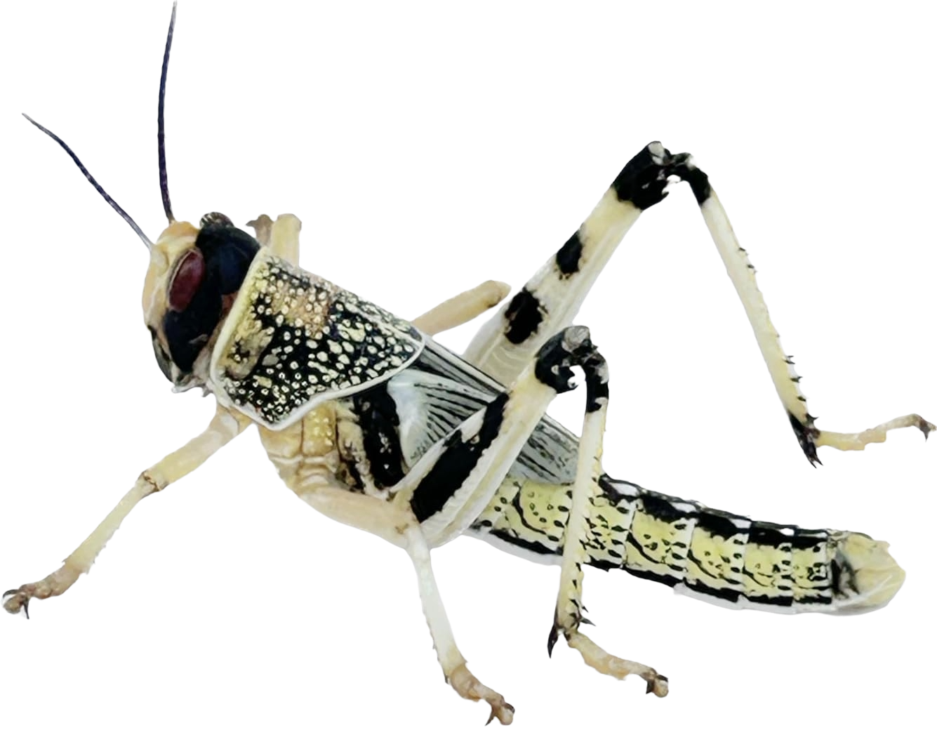 Locust (1)