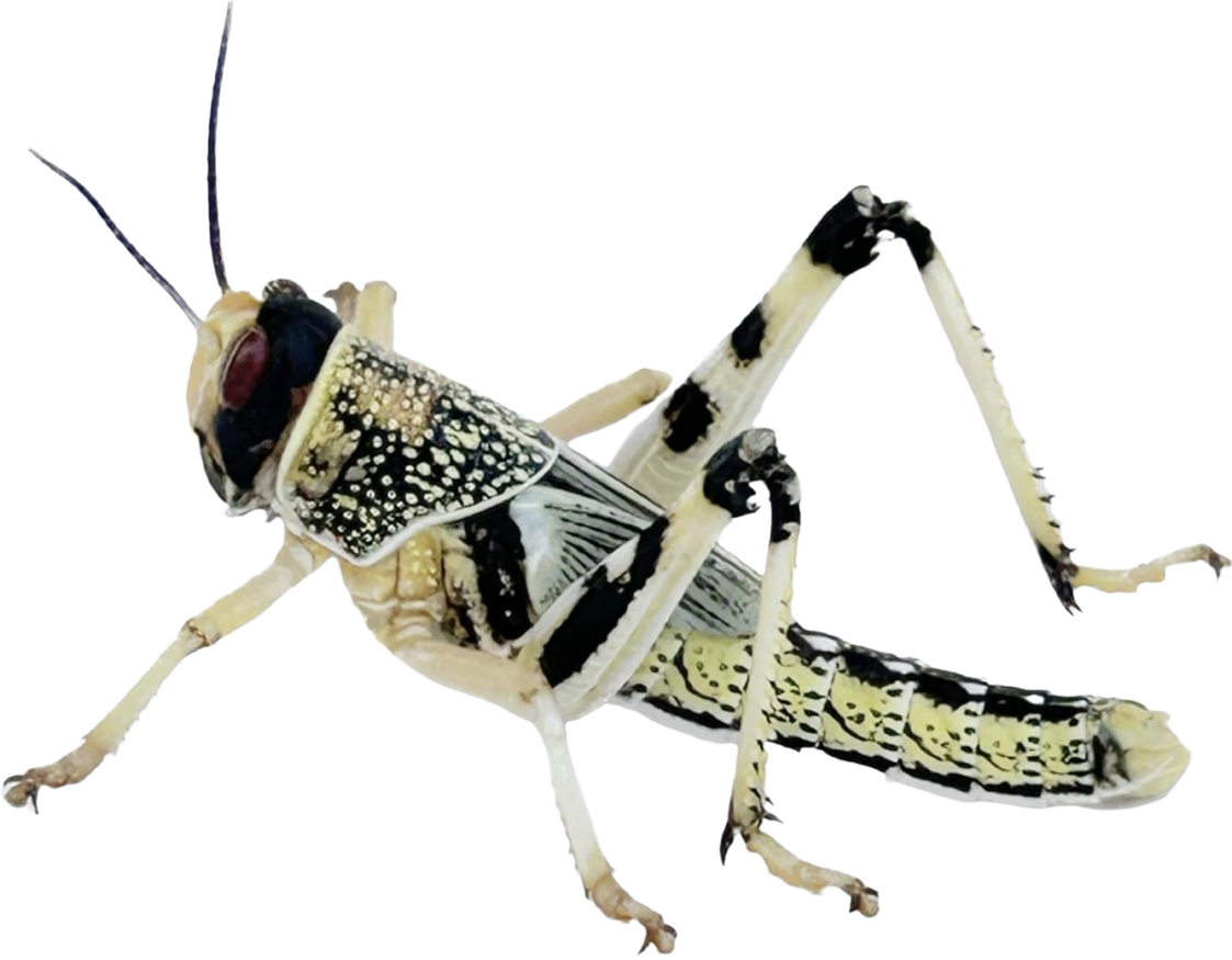 Locust (1)