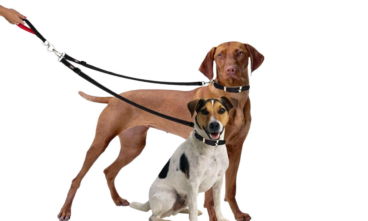 Two Dog Lead